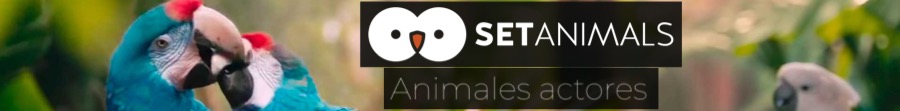 Resultados_WEB_Set Animals